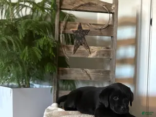 Labrador Retriever dogs for sale: Hallie - Ad 3