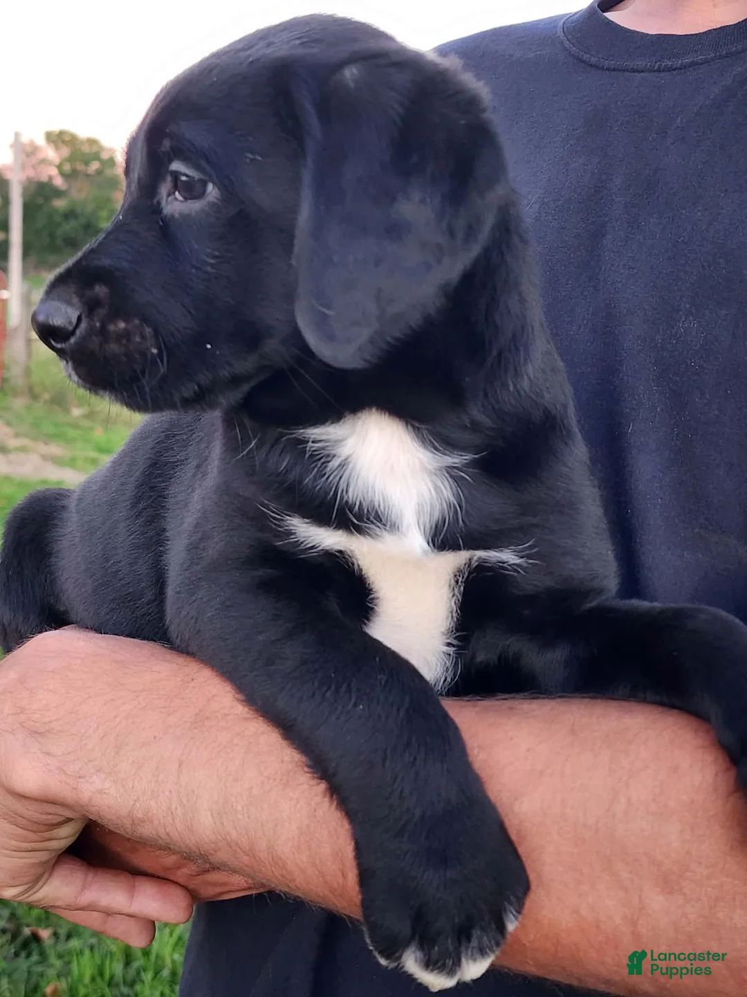 Labrador Retriever dogs for sale: Sadie  - Ad 5