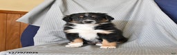 Australian Shepherd dogs for sale: Rover - Ad 3
