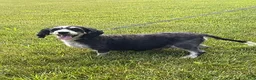 Bernedoodle dogs for sale: Ace - Ad 4