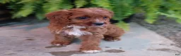 Cavapoo dogs for sale: Echo - Ad 4