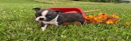 Boston Terrier dogs for sale: Tulip - Ad 2