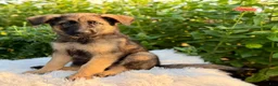 German Shepherd dogs for sale: Remi - Ad 8