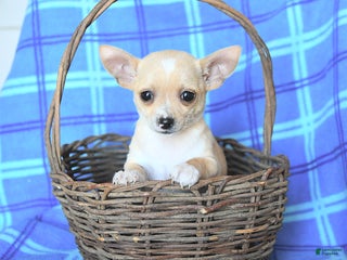 Chihuahua dogs - Ad 39