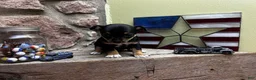 Chihuahua dogs for sale: 🐾Maggie~Black/tan Chihuahua - Ad 7