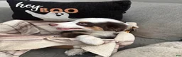 Australian Shepherd dogs for sale: Rocky - Ad 4