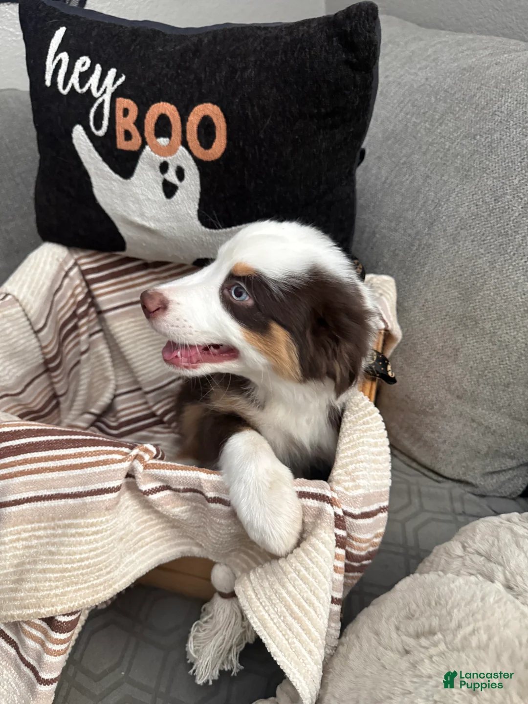 Australian Shepherd dogs for sale: Rocky - Ad 4