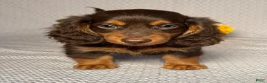 Danny