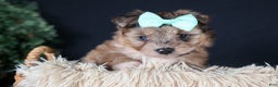 Mini Aussiedoodle dogs for sale: Gunner - Ad 4