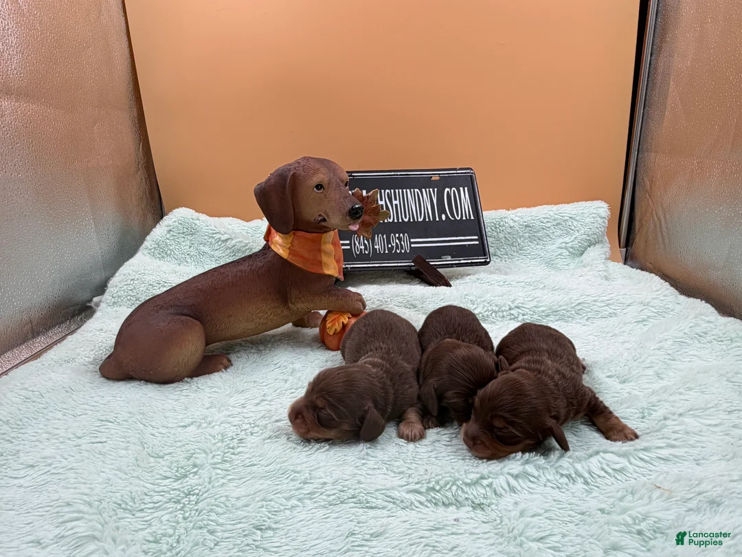 Miniature Dachshund dogs for sale: Russian pra clear - Ad 2