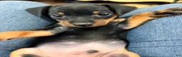 Miniature Pinscher dogs for sale: Lucky - Ad 9