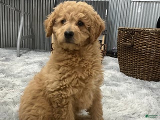 Goldendoodle dogs - Ad 18