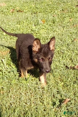 German Shepherd dogs Cedar - Ad 2