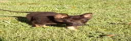 German Shepherd dogs for sale: Cedar - Ad 2