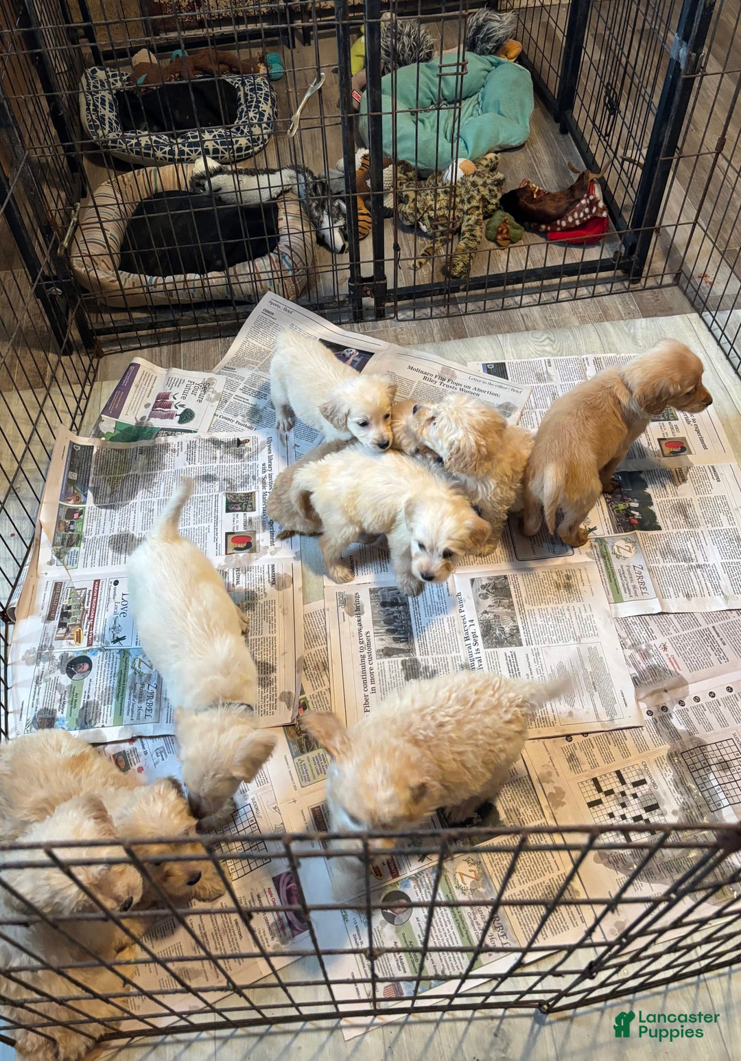 Gallery Image {{count}}