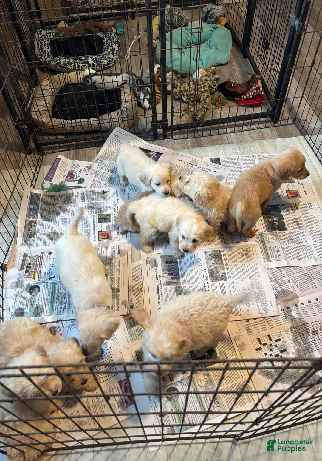 Gallery Image {{count}}