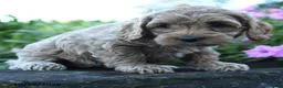 Cockapoo dogs for sale: Poppy - Ad 2