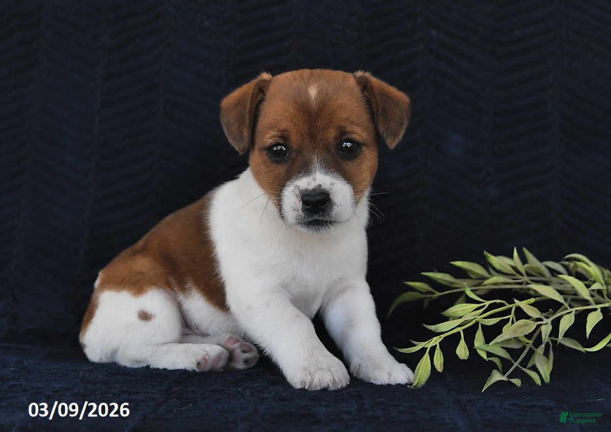 Jack Russell Terrier dogs Wendy - Ad 1