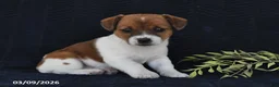 Jack Russell Terrier dogs for sale: Wendy - Ad 1