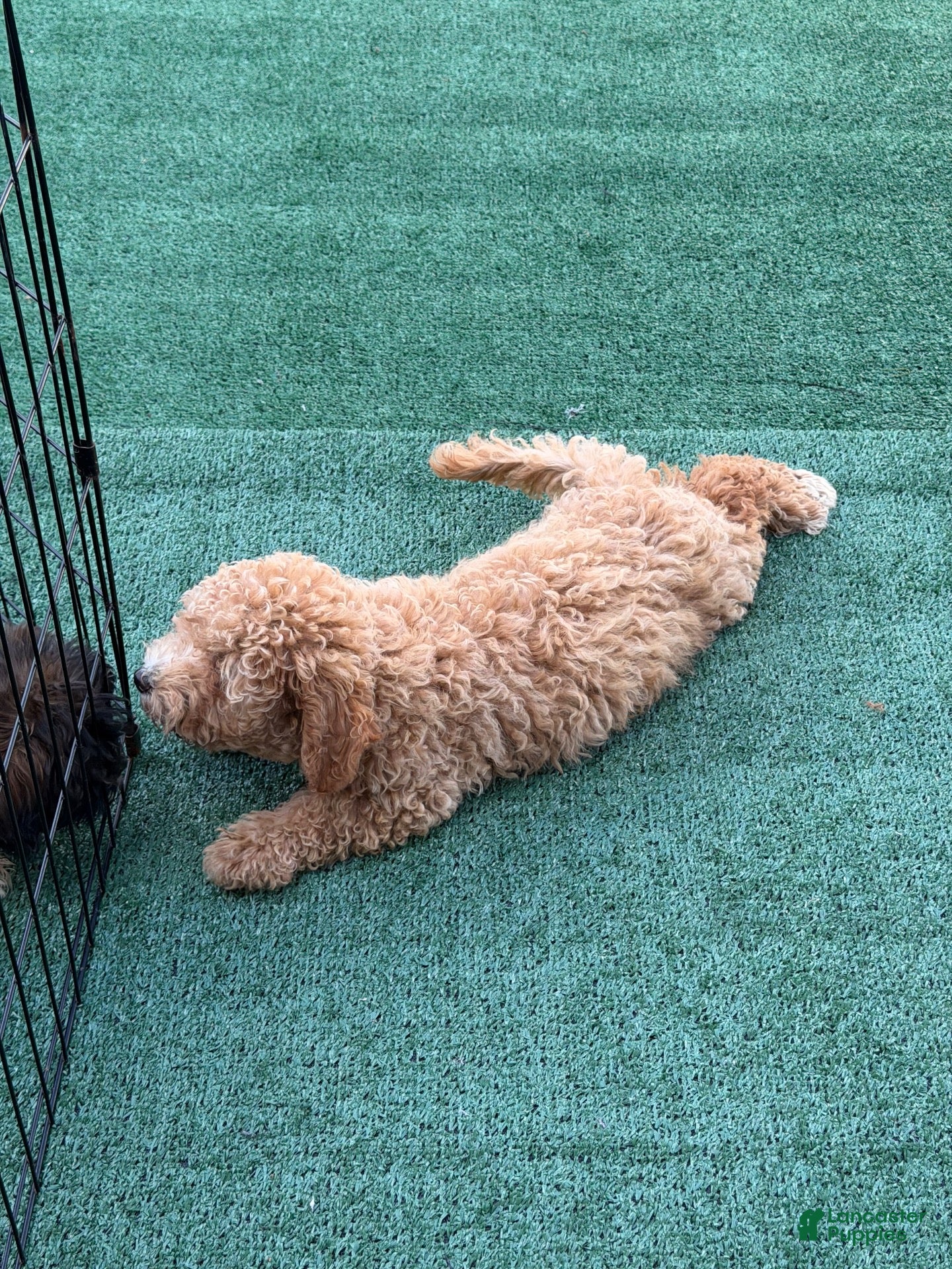 Bichpoo dogs Brielle - Ad 2