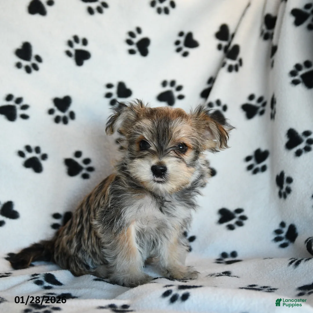 Morkie dogs for sale: Nash - Ad 5