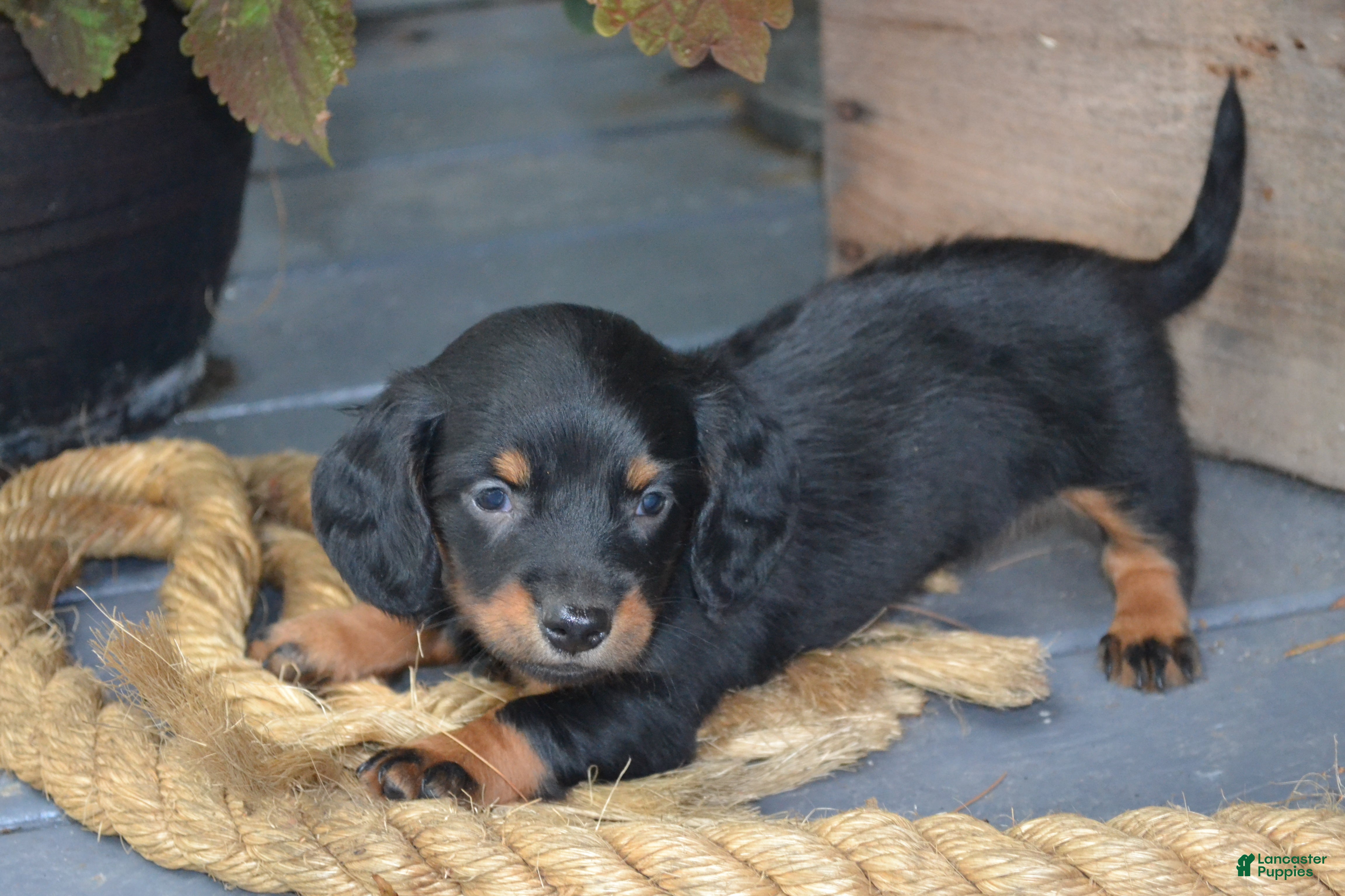 Dachshund dogs Toffee - Ad 1