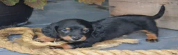 Dachshund dogs for sale: Toffee - Ad 1