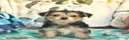 Morkie dogs for sale: Betty   - Ad 2
