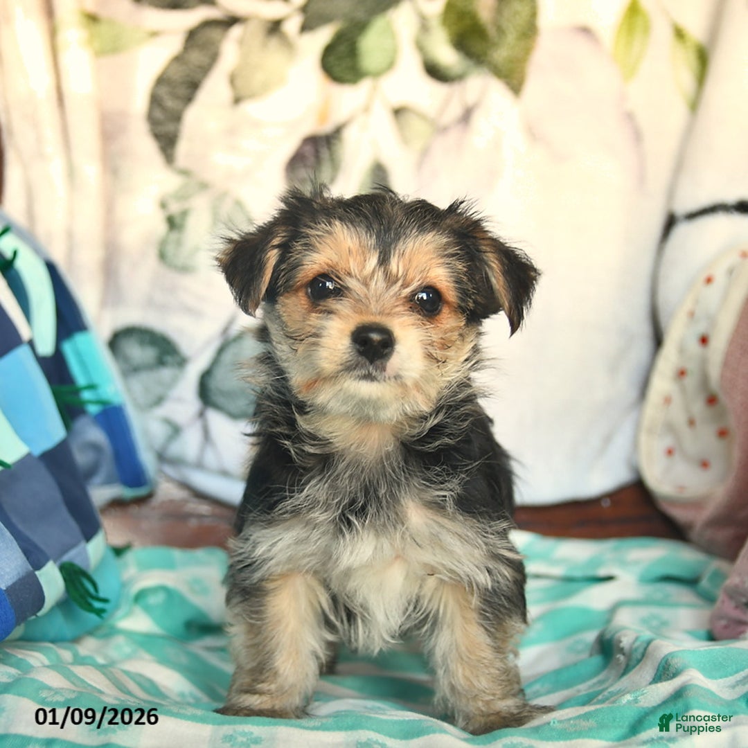 Morkie dogs for sale: Betty   - Ad 2