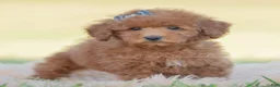 Toy Poodle dogs for sale: Numbby - Ad 3