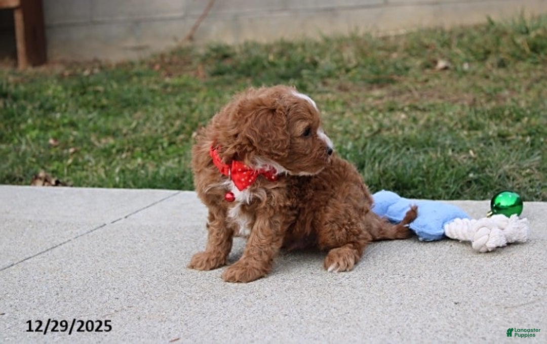 Cavapoo dogs for sale: Elliot - Ad 7