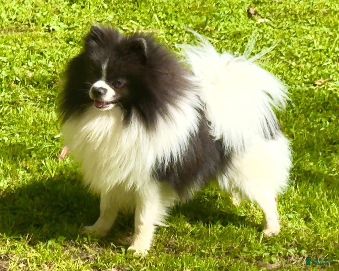 Elvis