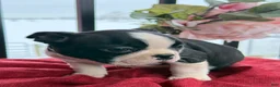 Boston Terrier dogs for sale: Travis - Ad 9