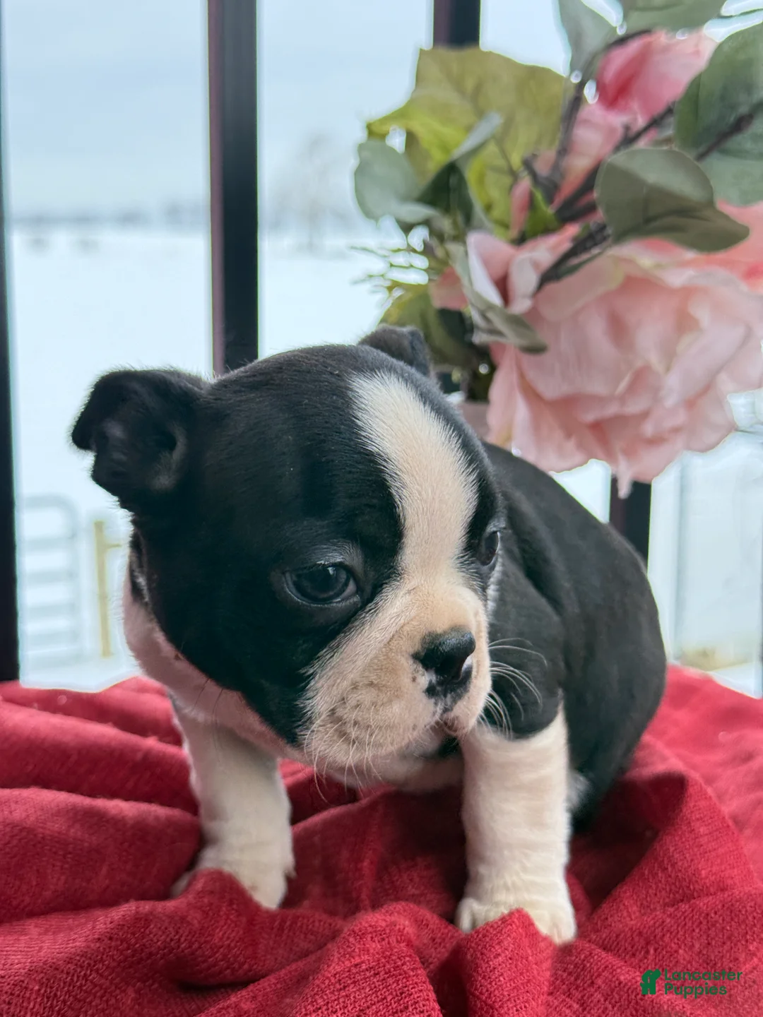 Boston Terrier dogs for sale: Travis - Ad 9