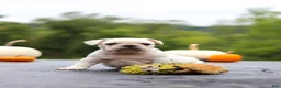 French Bulldog dogs for sale: Sampson - Ad 8
