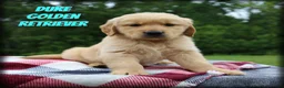 Golden Retriever dogs for sale: Duke - Ad 1