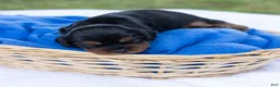 Cavalier King Charles Spaniel dogs for sale: Spanky - Ad 5