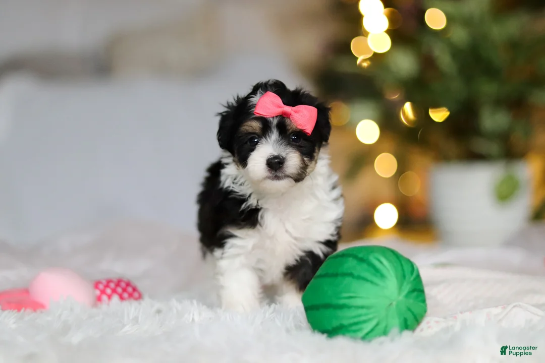 Mixed Breed dogs for sale: Barbie - Ad 1