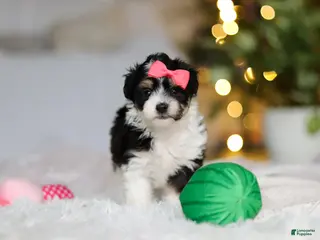 Mixed Breed dogs Barbie - Ad 3