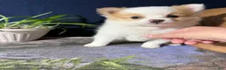 Pomeranian dogs for sale: Rudy - Ad 12
