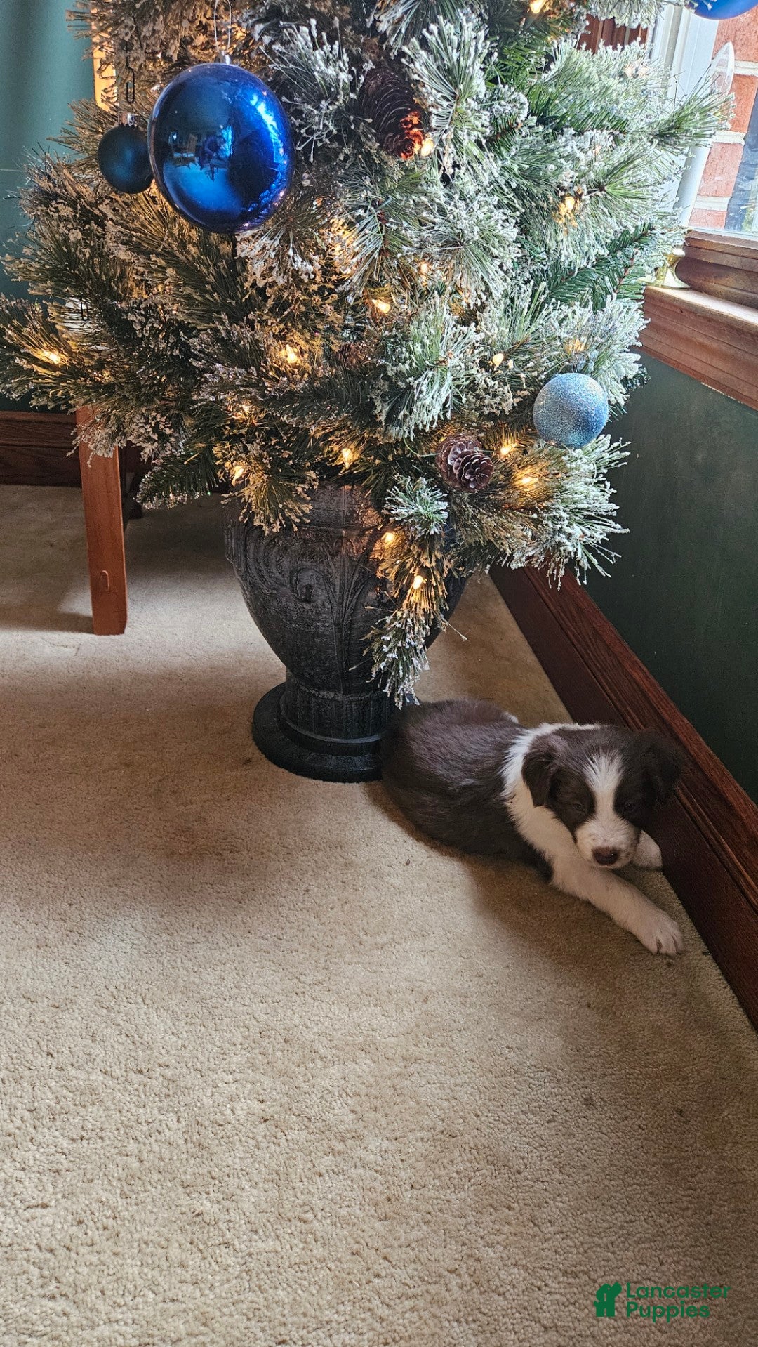 Border Collie dogs for sale: Border Collie Puppy 1 - Red - Ad 3