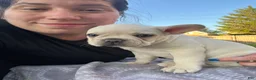 French Bulldog dogs for sale: French Bulldog Puppy 1 - Ad 5