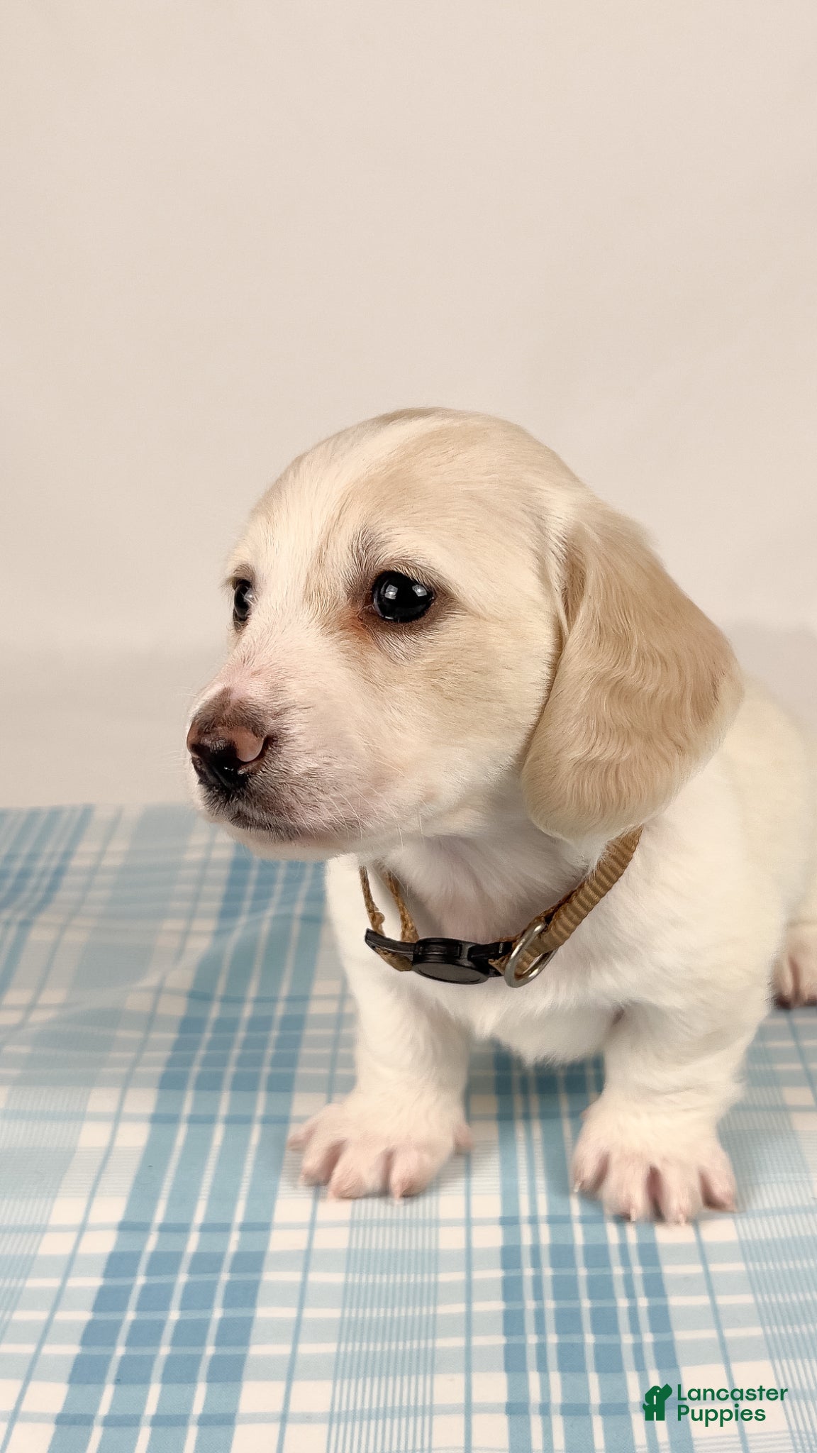 Miniature Dachshund dogs Pepperjack - Ad 10