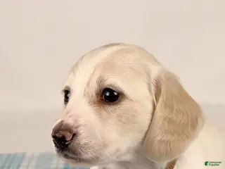 Miniature Dachshund dogs Pepperjack - Ad 10