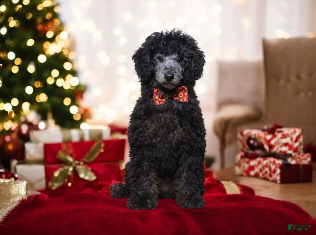Toy Poodle dogs for sale: Jimmy - Ad 3