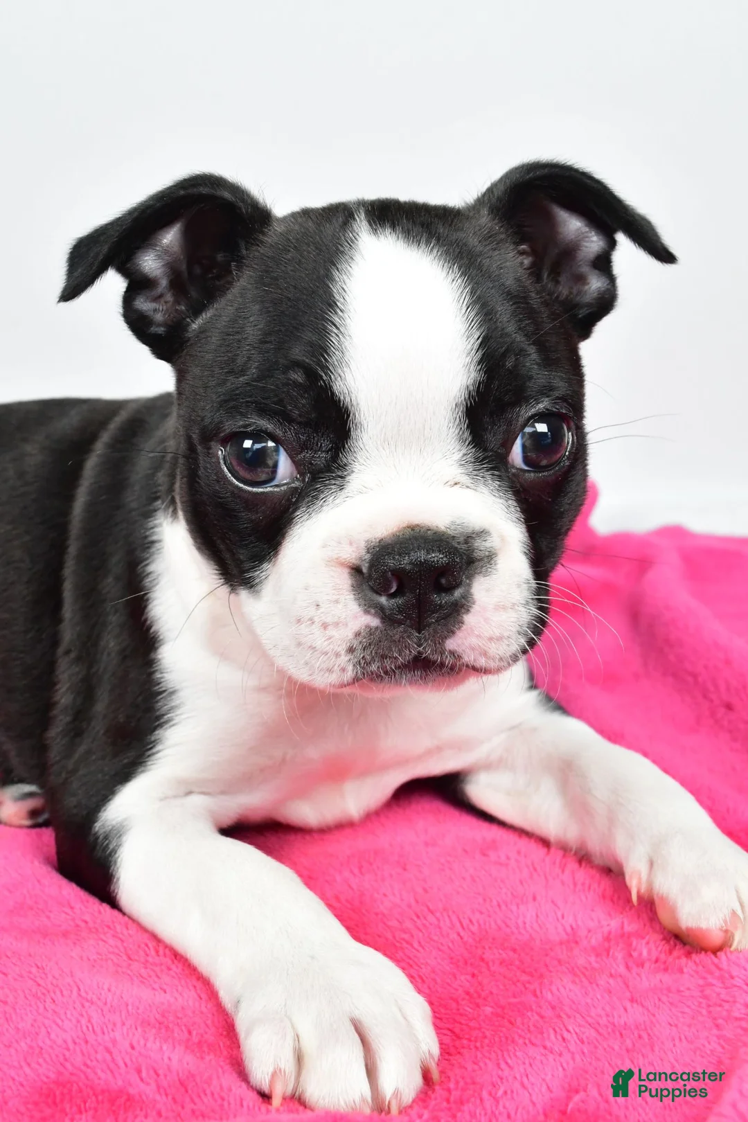 Boston Terrier dogs for sale: Violet - Ad 10