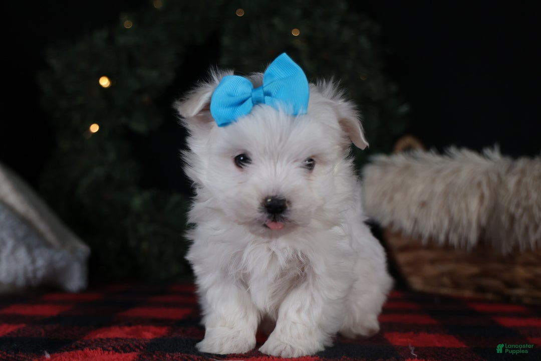 Maltese dogs for sale: ANDREW - Ad 7