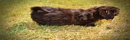 Havapoo dogs for sale: Kricket - Ad 18