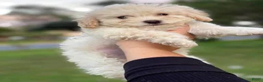 Maltipoo Puppy 1