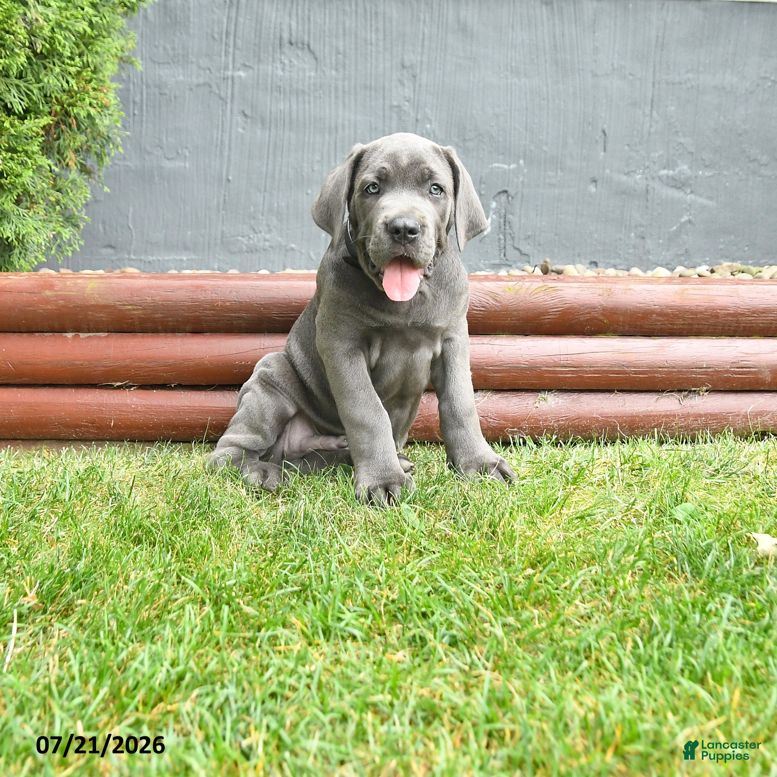 Cane Corso dogs Russler - Ad 2